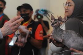 International Cat Show Palembang 2023 Page 1 Small