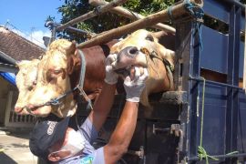 Wabah PMK di Ponorogo tunjukkan tren meningkat