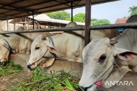 Jumlah hewan ternak di Kabupaten Tangerang terjangkit LSD bertambah