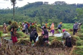 Petani Jember ingin pemerintah revisi harga pembelian pemerintah jelang panen raya