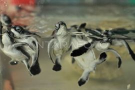 Penetasan Telur Penyu