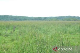 Sebanyak 3.853 hektare sawah jadi lahan tidur di Batanghari