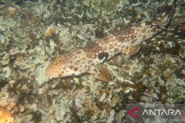 KKP tetapkan status perlindungan penuh untuk hiu berjalan