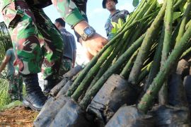 Kodim 0110 Abdya akan tanam 2.000 mangrove