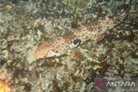 Kementerian Kelautan dan Perikanan tetapkan status perlindungan penuh untuk hiu berjalan