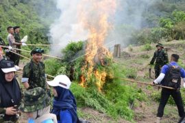 Pemusnahan Tanaman Ganja Di Pegunungan Aceh Besar