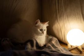 Tak sekadar tekan populasi, steril  kucing baik untuk kesehatan