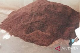 Harga rempah hasil perkebunan Maluku di Ambon stabil