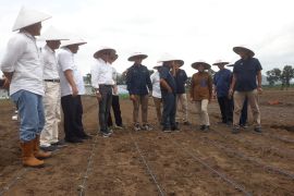 PT SGN tanam perdana tumpang sari kedelai dan tebu di Glenmore Banyuwangi