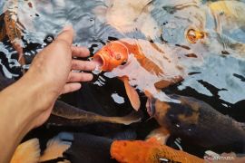 Tapin builds people's economy through fish farming