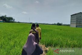 DKPP Tanah Bumbu antisipasi ancaman gagal panen