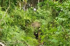 Gajah liar masuk pemukiman warga di Aceh Jaya