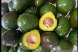 Alpukat Asyifa Sabang terdaftar varietas lokal unggulan Kementan