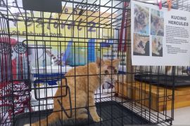 Komunitas hewan sebut banyak kucing kampung alami kekerasan di Banda Aceh