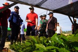 Pemkab Kapuas Hulu harap perkebunan kopi tumbuhkan ekonomi masyarakat
