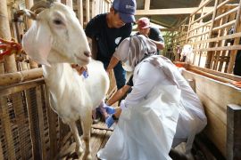 Bupati Ipuk sebut peternakan kambing perah jadi wisata edukasi