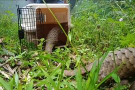 BKSDA Bengkulu melepasliarkan dua trenggiling