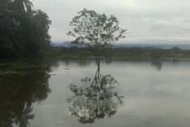 Banjir rendam 37 hektare sawah di Kecamatan Kalumpang