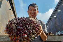 Harga tertinggi TBS sawit di Kalimantan Barat capai Rp2.421.08 per kilogram