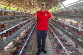 Peternak ayam petelur di Meranti mampu produksi 4.000 butir per hari