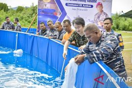 Lantamal IX Ambon budidaya 112 ribu bibit udang vaname