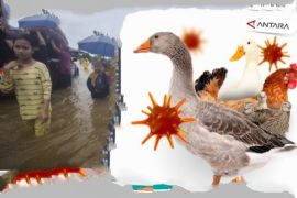 Kalsel kemarin, kasus flu burung hingga tanggap darurat bencana