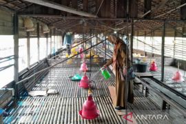 Kalsel tingkatkan kewaspadaan penularan virus flu burung