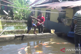 Menggerakkan roda ekonomi melalui budi daya ikan air tawar