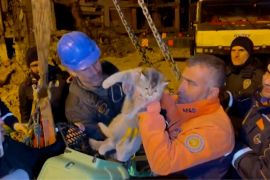 Seekor kucing diselamatkan dari reruntuhan gempa Turki