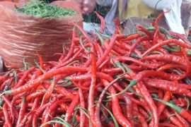 Harga kebutuhan pokok di Medan fluktuatif