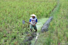 BPS : NTP Gorontalo naik menjadi 100,44