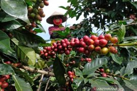 Catatan Hendro Basuki - Kopi = Bahagia + Otak Selalu Segar