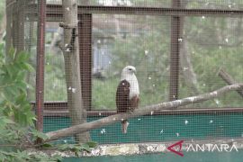 PT Timah - Alobi lestarikan satwa terancam punah