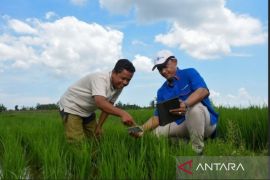 Pupuk Kaltim pastikan stok pupuk aman memasuki musim tanam Maret