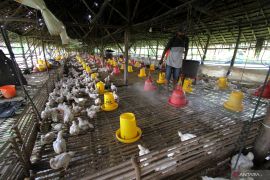 Lebih 100 ribu bebek di Amerika dimusnahkan usai temuan flu burung