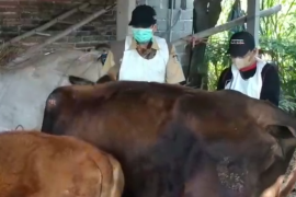 Pemkab Blitar intensif vaksinasi sapi cegah meluasnya penyakit LSD