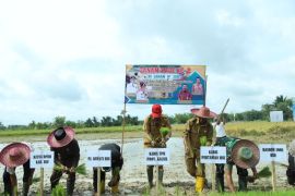 Syukuran panen raya padi dan tanam perdana cabai