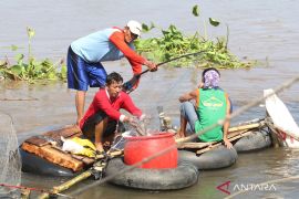 'Musim pladu' di Subgai Brantas