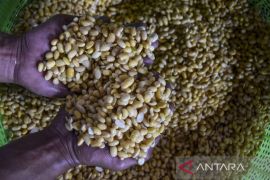 Impor kedelai untuk produsen tahu tempe