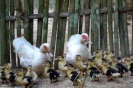 Bandarlampung ingatkan peternak unggas terapkan biosecurity