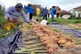 Pemprov Babel ajak petani kembangkan sorgum