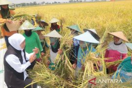 Jatim panen raya padi varietas inpari