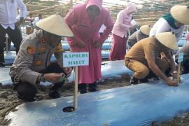 Pemkab Halsel bersama Polda Maluku Utara tanam ratusan bibit buah labu madu