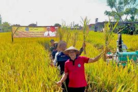 Pemkot Denpasar dukung Gernas Panen Padi Nusantara 1 Juta Ha