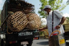 DIY memperketat lalu lintas unggas cegah flu burung "clade" baru