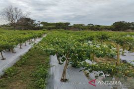 Produksi cabai di Tanah Bumbu capai 285,7 ton/tahun
