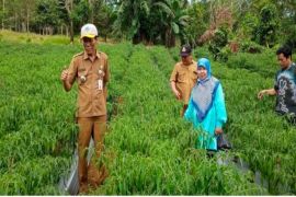 Dinas Ketahanan Pangan dan Pertanian Kotabaru dukung Program PKTD