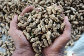 Mengkonsumsi kacang tanah saat menyusui bantu hindari bayi dari alergi