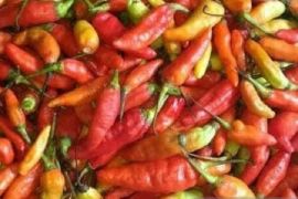Harga cabai rawit di Jayapura tembus Rp170.000 per kg  jelang lebaran