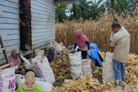 Aceh Jaya surplus produksi jagung, capai 14.513 ton selama 2022